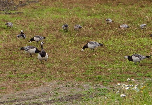 The barnacle goose