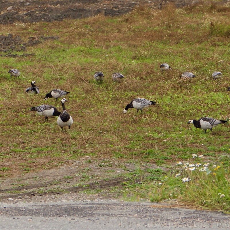 The barnacle goose