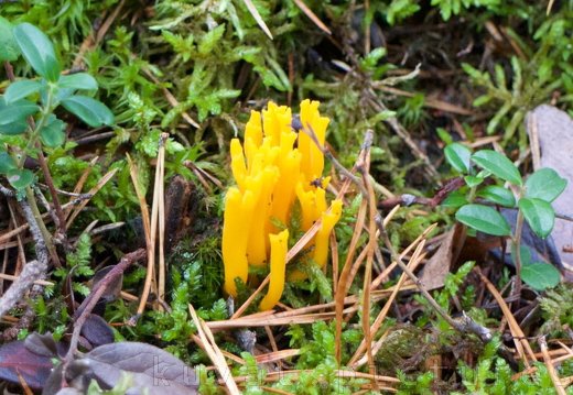 The yellow stagshorn