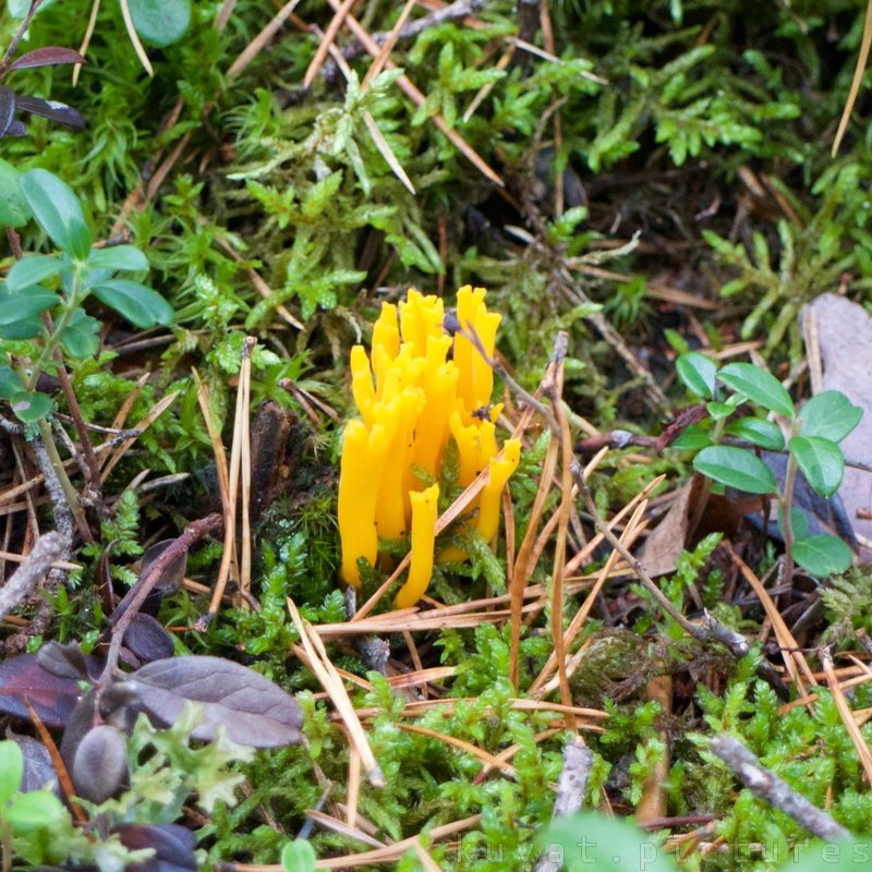 The yellow stagshorn