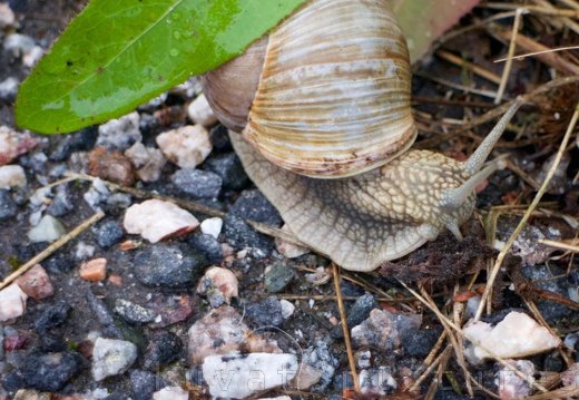 The Burgundy snail