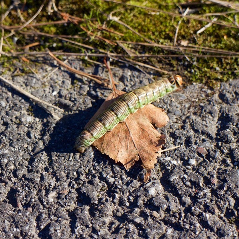 The caterpillar of the pine hawk-moth