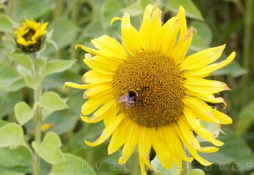 A sunflower and a bumblebee
