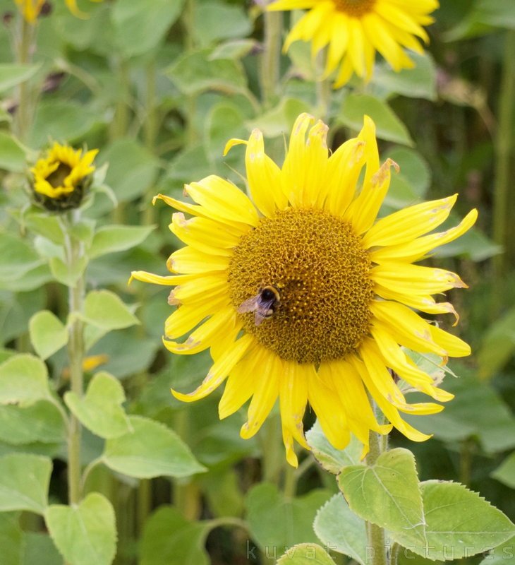 A sunflower and a bumblebee