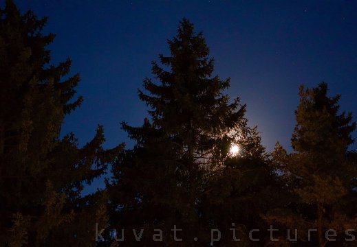 The moon and spruces