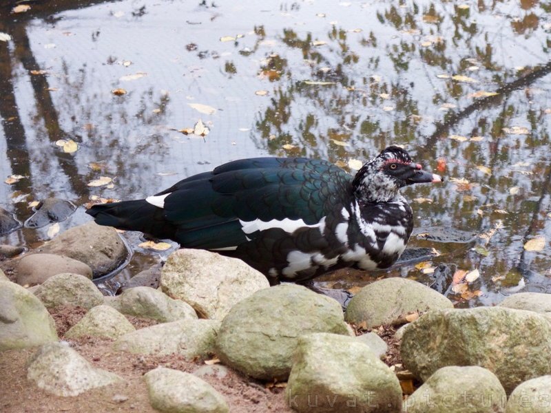 The Muscovy duck