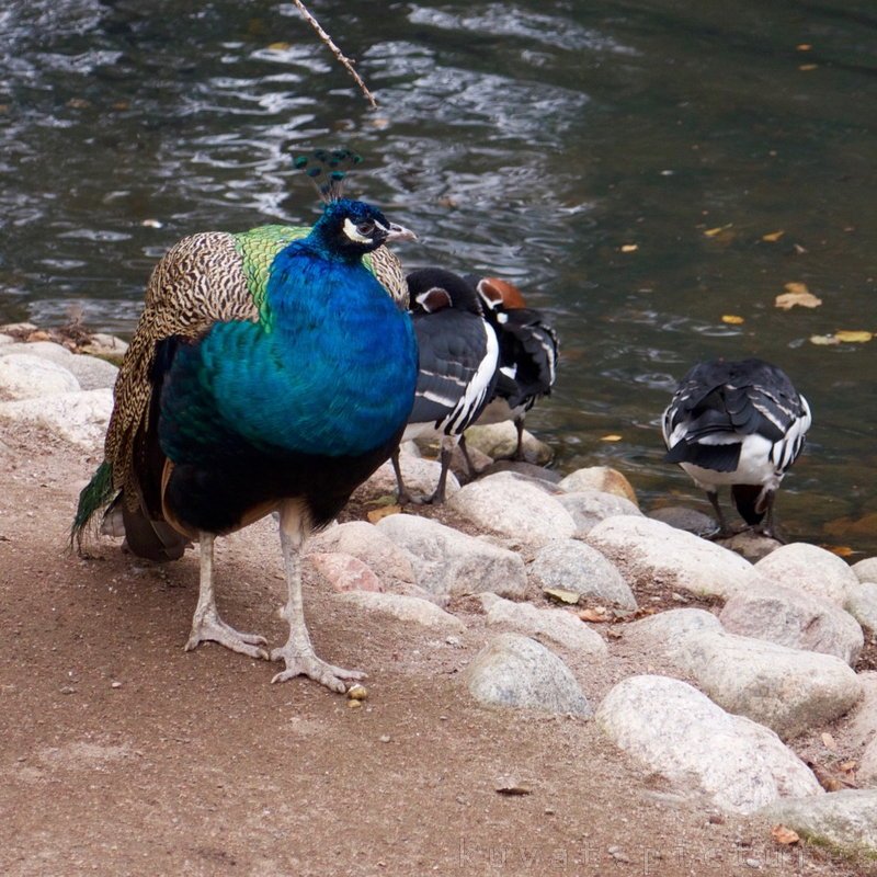 A peafowl and red-breasted geese