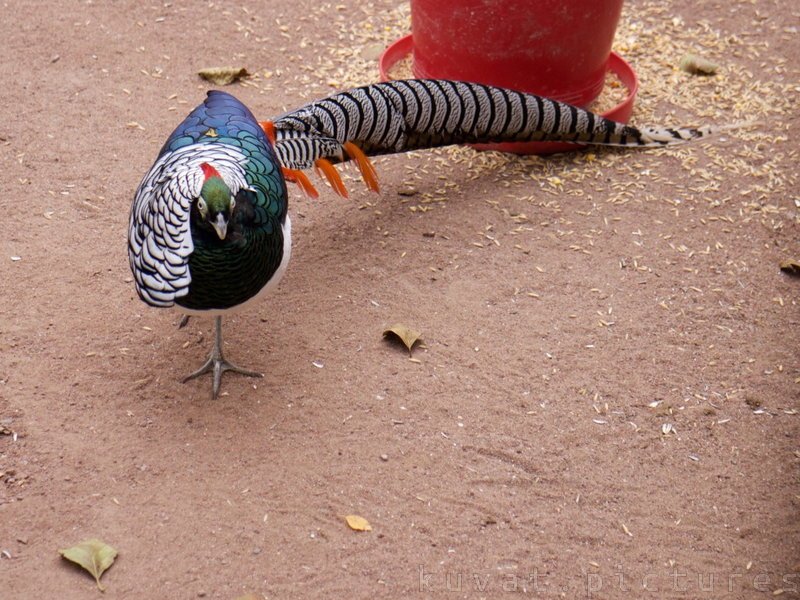 The Lady Amherst's pheasant 
