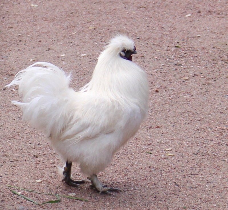 The Silkie