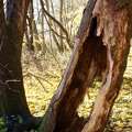 A tree hollow