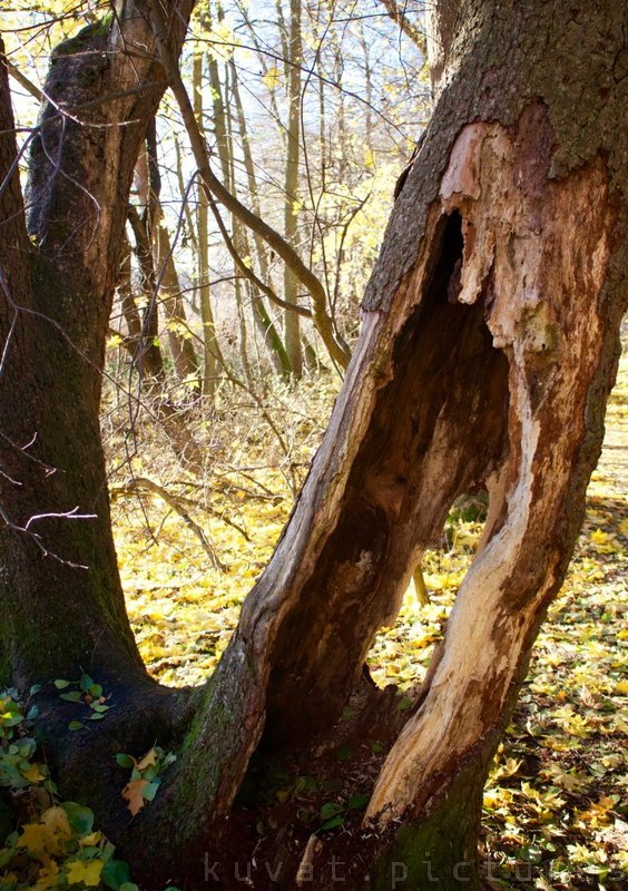 A tree hollow