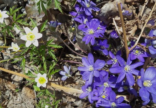 The windflower and the common hepatica