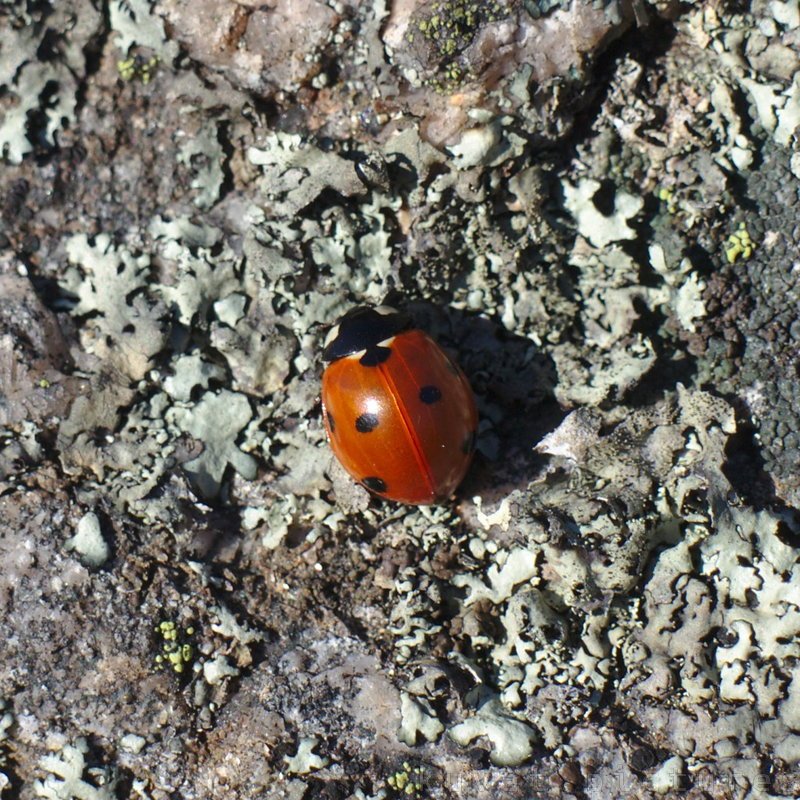 A ladybug