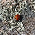 A ladybug