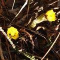 The coltsfoot