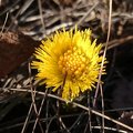 The coltsfoot