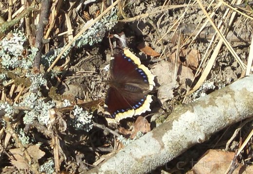 The mourning cloak