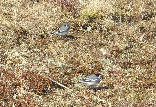 White wagtails