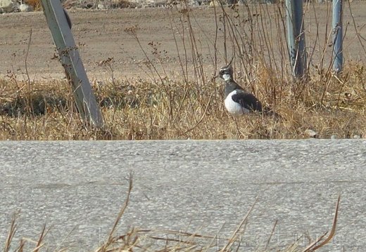 The northern lapwing