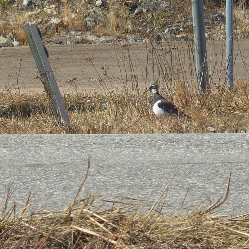 The northern lapwing