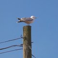 The common gull