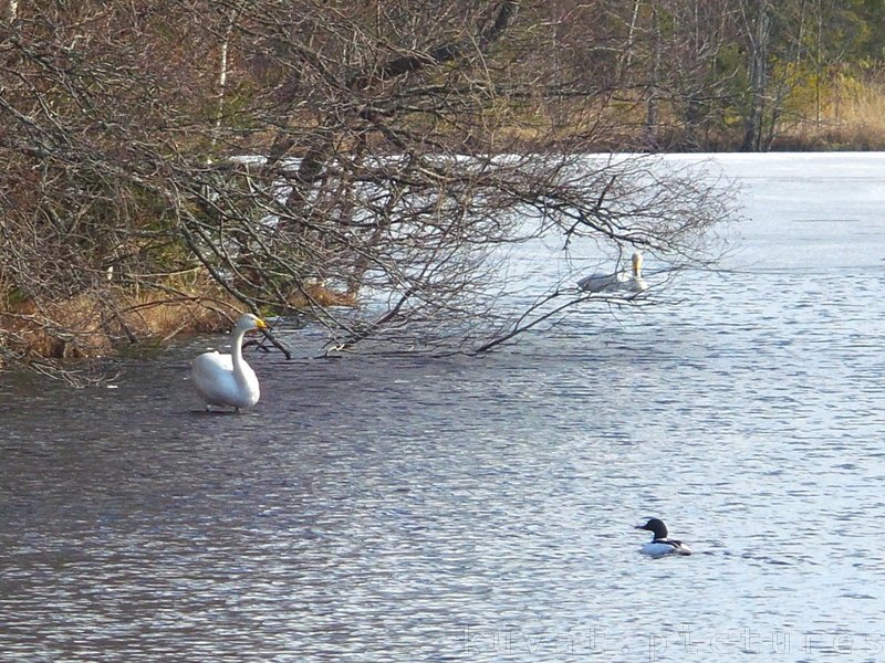 Whooper swans and common merganser