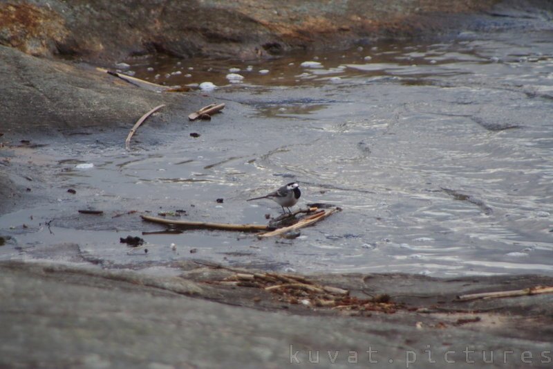 The white wagtail 