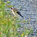 The European goldfinch