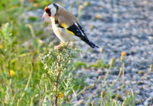 The European goldfinch