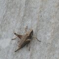 Dark bush-cricket