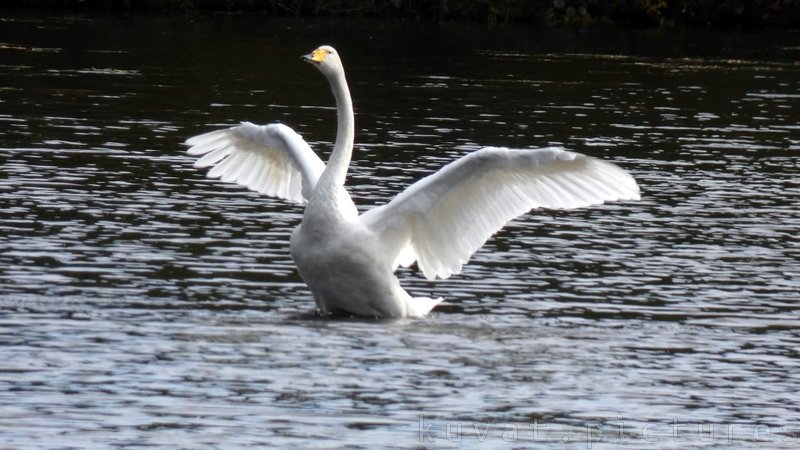 Whooper swan