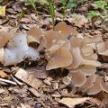 Toothed jelly fungus