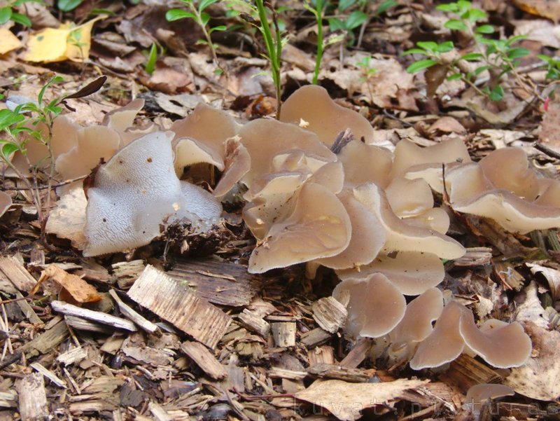 Toothed jelly fungus