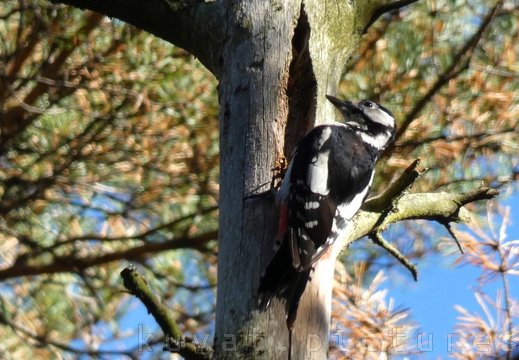 Great spotted woodpecker female
