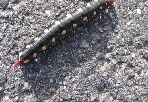 Bedstraw hawk-moth caterpillar