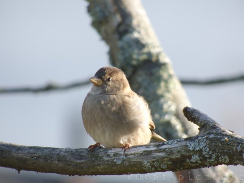 Female house sparrow