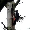 Great spotted woodpecker female