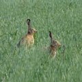 European hares